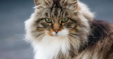 Чи можна давати кішці Нурофен якщо у неї температура