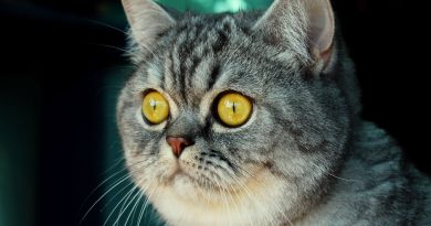 Чи можна капати Сульфацил у очі кішкам