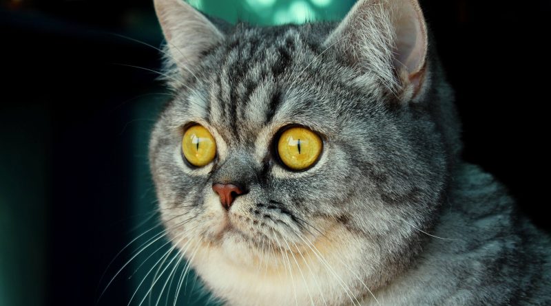 Чи можна капати Сульфацил у очі кішкам