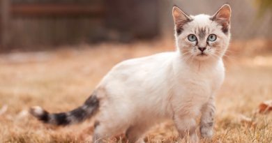 Am faod cait an sùilean a sguabadh le tì?