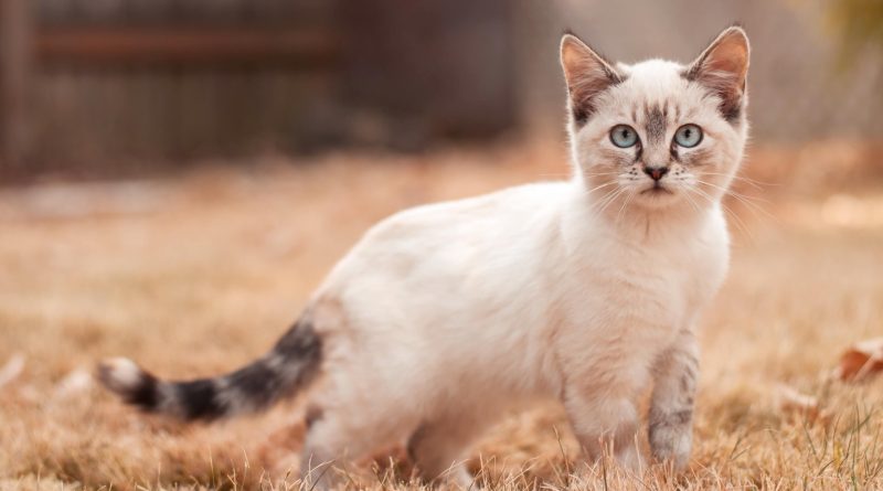 Чи можна кішкам протирати очі чаєм?