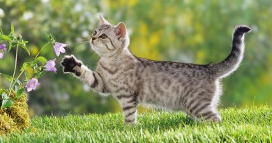 Чи можна лікувати кішку Анальгіном