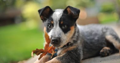 Чи можна собакам давати індичку