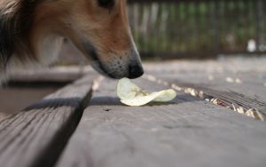 Чи можна відучити собаку підбирати їжу на вулиці?