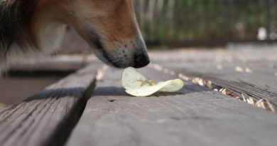 Posible ba nga tudloan ang usa ka iro sa pagkuha sa pagkaon sa dalan