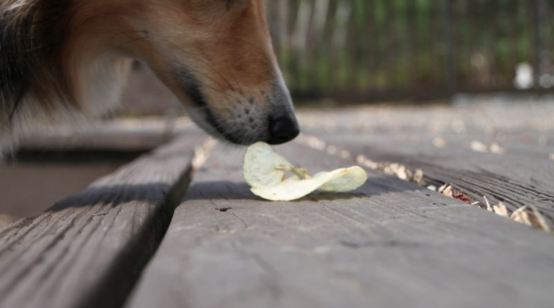 Чи можна відучити собаку підбирати їжу на вулиці