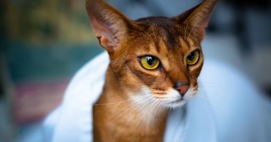 Чи можна використовувати Левомеколь для лікування котів