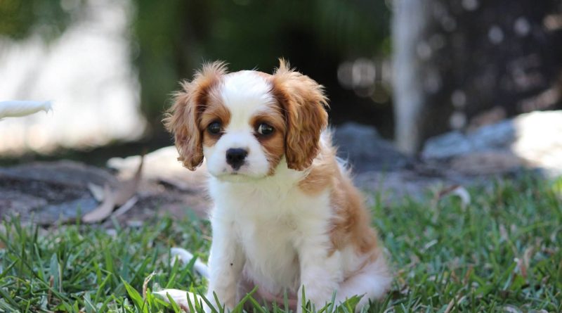 Чи можна використовувати Мірамістин для собак