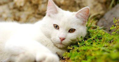 Чи можна застосовувати Мірамістин для лікування кішок