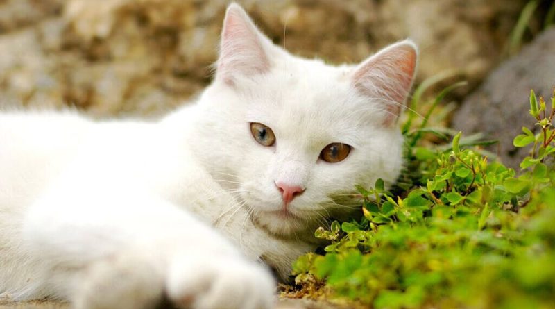 Чи можна застосовувати Мірамістин для лікування кішок