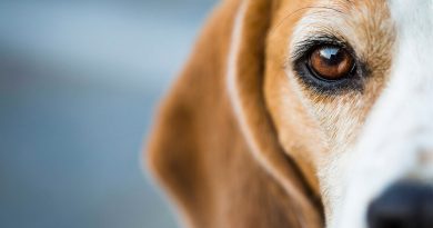 Чи небезпечний кон'юнктивіт для собак