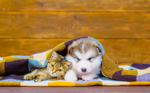 Чи обов’язково робити щеплення собаці, кішці: протипоказання.