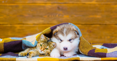 Чи обов'язково робити щеплення собаці, кішці: протипоказання