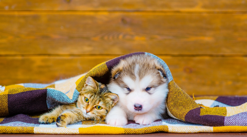 Чи обов'язково робити щеплення собаці, кішці: протипоказання