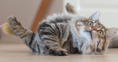 Чи робити щеплення домашній кішці