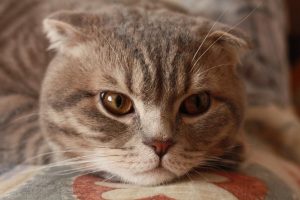 Чи знають коти імена один одного? Результати дослідження.