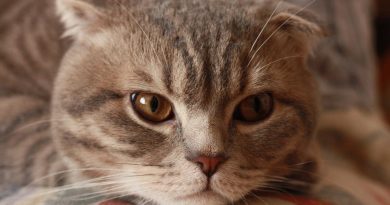 Чи знають коти імена один одного? Результати дослідження