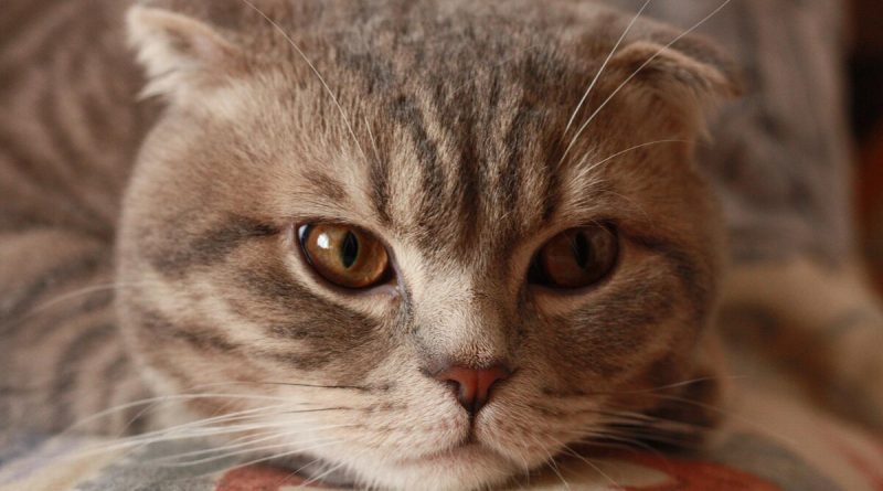 Чи знають коти імена один одного? Результати дослідження