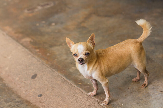 Чихуахуа