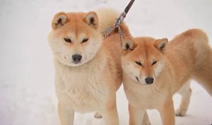 Чим відрізняються породи японських собак акіта-іну та сіба-іну?