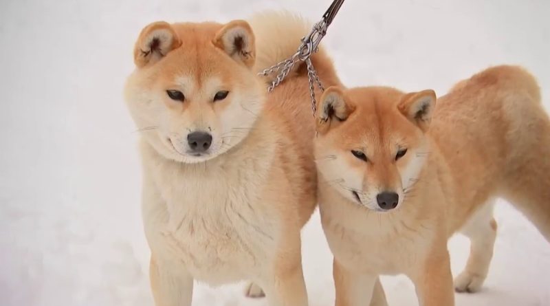 Чим відрізняються породи японських собак акіта-іну та сіба-іну