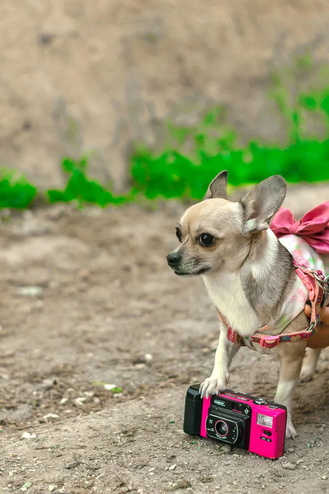 Дайте понюхати фотоапарат собаці