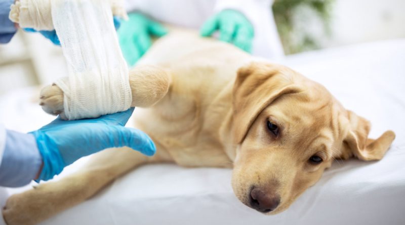 До розтягнення лапи у собаки поставтеся серйозно