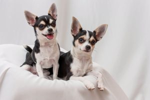 До старості щеня: 5 порід собак, які підходять під цю фразу.