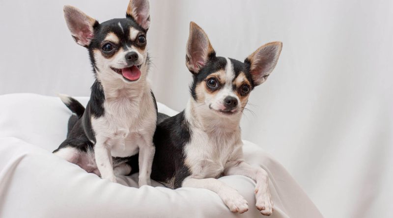 До старості щеня: 5 порід собак, які підходять під цю фразу