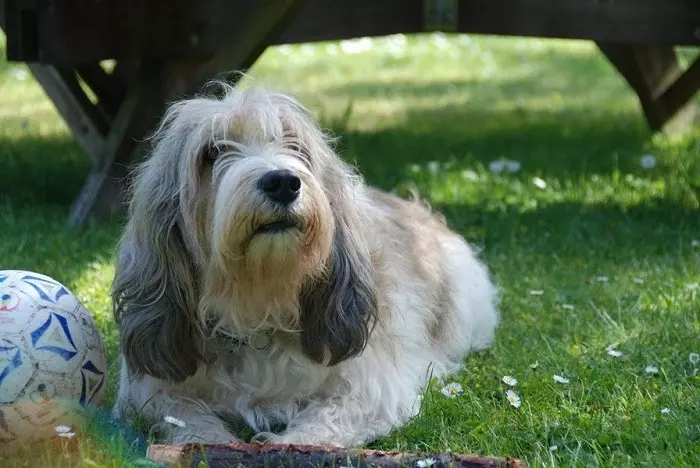 Догляд та утримання собаки вдома