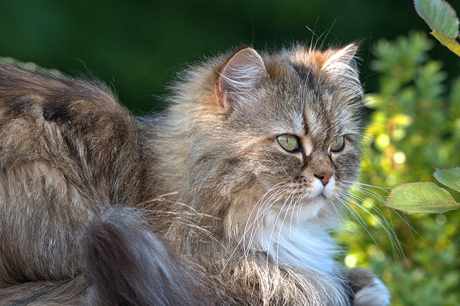 Дресирування бенгальської породи кішок