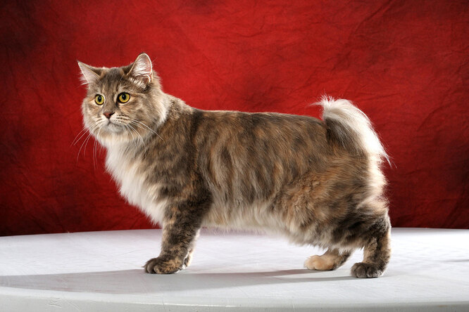 Дресирування курильського бобтейла