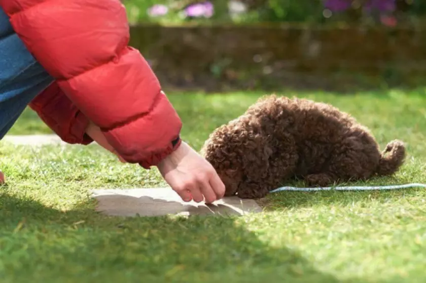 Спосіб дресирування собак