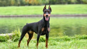 Дресирування та виховання добермана — рекомендації.