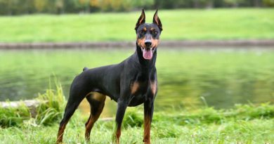 Дресирування та виховання добермана — рекомендації