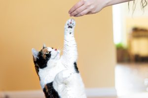 Дресирувати кота? Легко! 5 порід, з якими це вдасться.