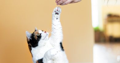 Дресирувати кота? Легко! 5 порід, з якими це вдасться