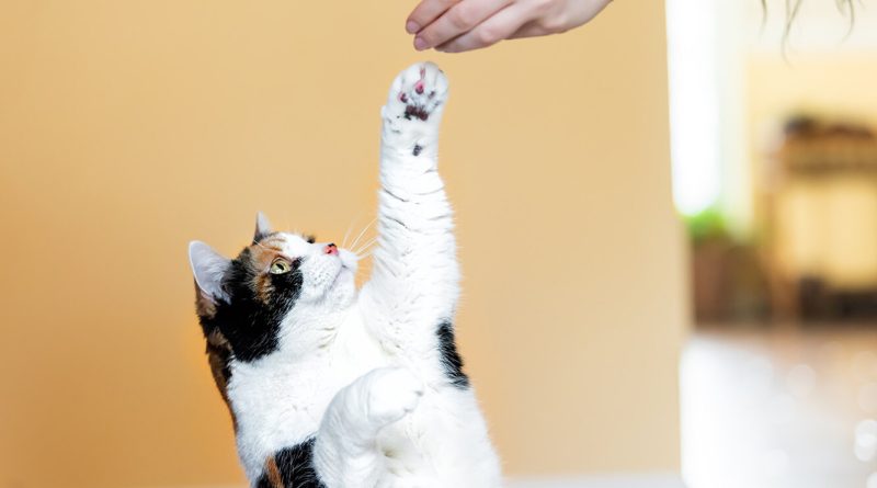 Дресирувати кота? Легко! 5 порід, з якими це вдасться