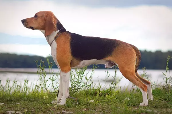 Естонський бігль