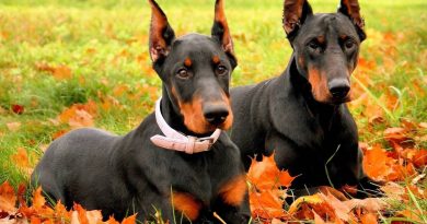 Гентаміцин для собак: показання до застосування та дозування