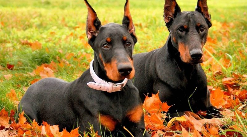 Гентаміцин для собак: показання до застосування та дозування