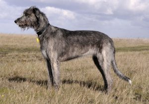 Ірландський вовкодав.