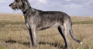 Ірландський вовкодав