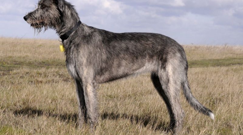 Ірландський вовкодав