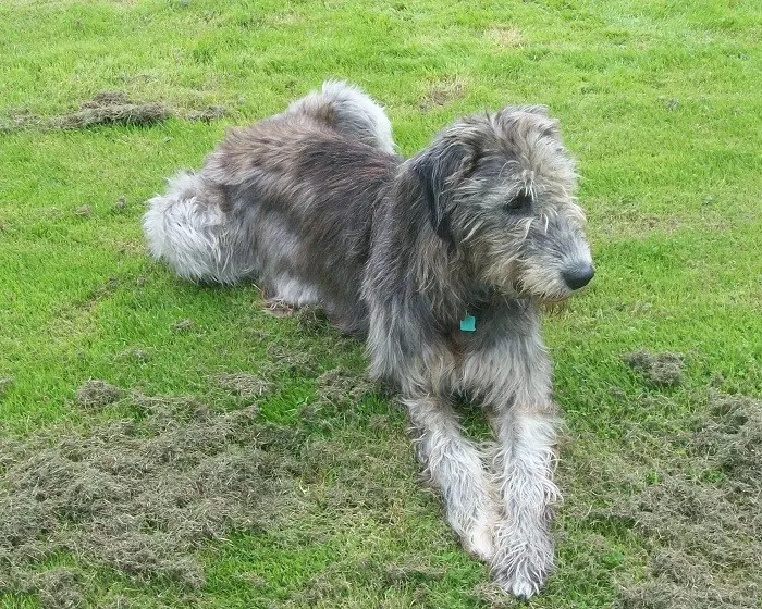 Ірландський вовкодав