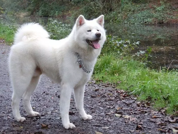 Історія походження породи акіта-іну