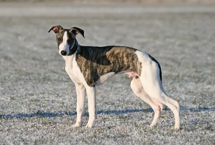 Історія походження