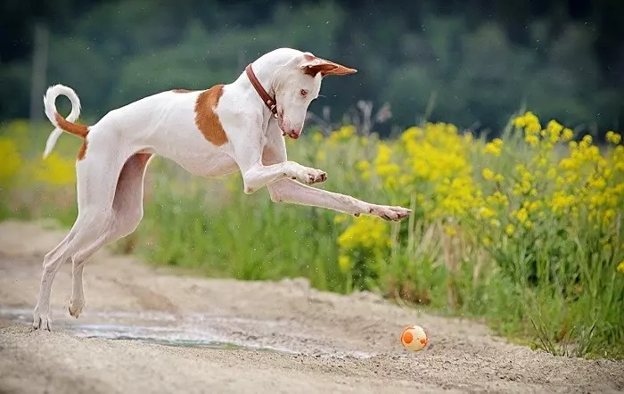 Івіський хорт