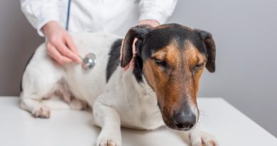 Кашель у собаки — причини, види кашлю, лікування, що робити в домашніх умовах