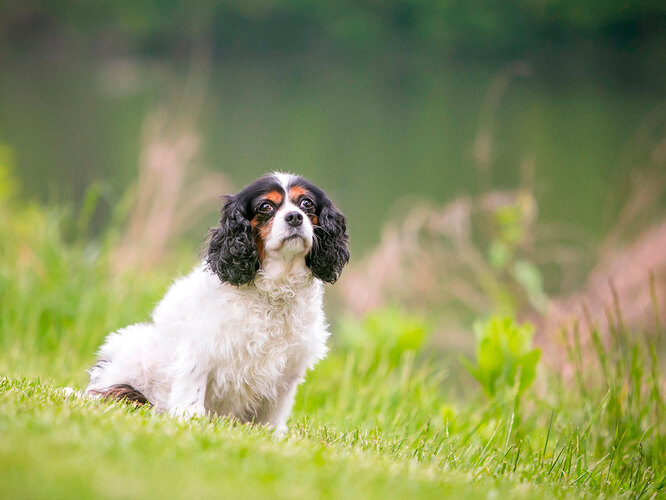 Кавалер-кінг-чарльз-спанієль